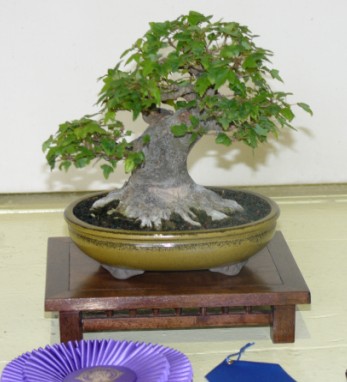 Best of Show and First Place, Shohin Class 2009 Iowa State Fair, Trident maple, Helene Magruder