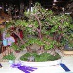 Best of Show: Ron Heinen, Ames—Ficus Nerifolia Forest