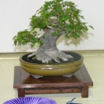 Best of Show and First Place, Shohin Class
2009 Iowa State Fair, Trident maple, Helene Magruder