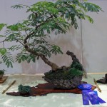 Best of Show and First Place, Tropical Trees Class
2010 Iowa State Fair, Alba Mimosa, Ivan Hanthorn