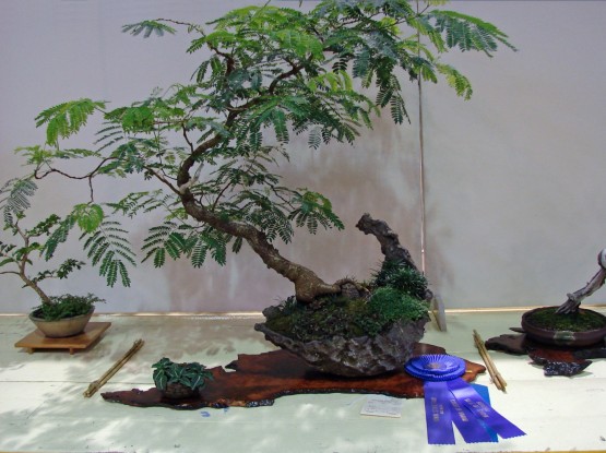 Best of Show and First Place, Tropical Trees Class 2010 Iowa State Fair, Alba Mimosa, Ivan Hanthorn